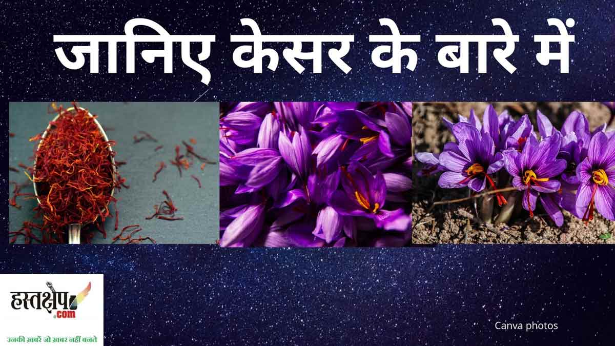 केसर : एक अनमोल औषधीय वनस्पति