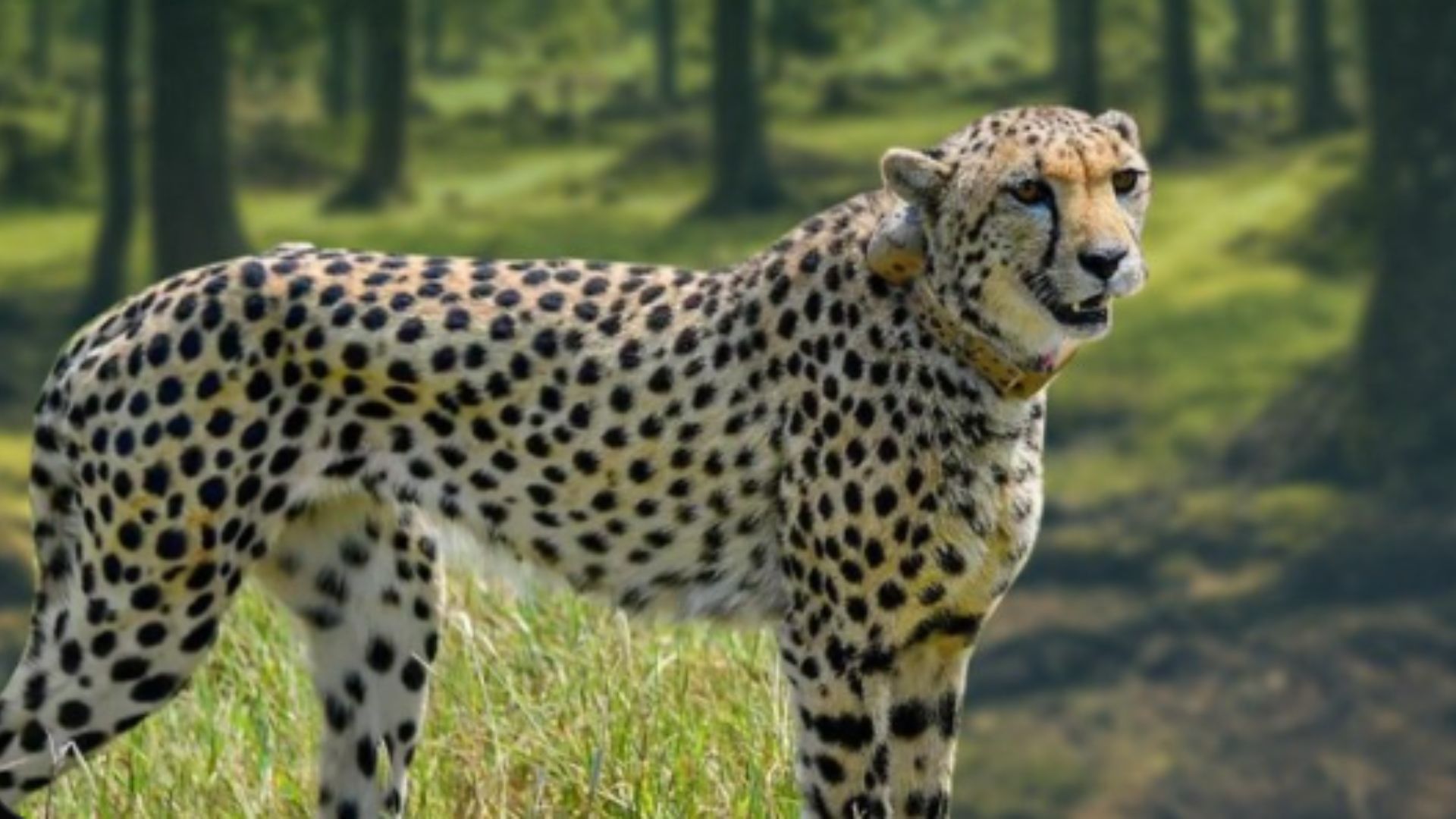 जानिए प्रोजेक्ट चीता के विषय में महत्वपूर्ण बातें