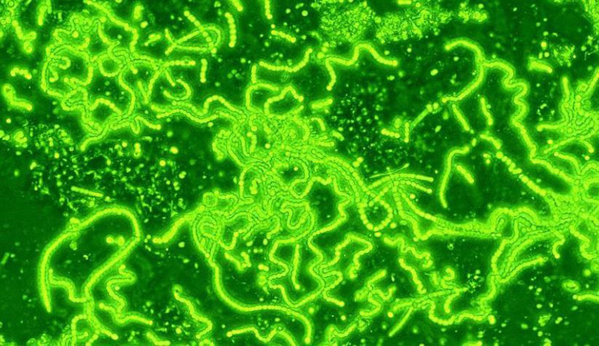 नील हरित शैवाल में प्रोटीन उत्पादन बढ़ाने की नयी तकनीक