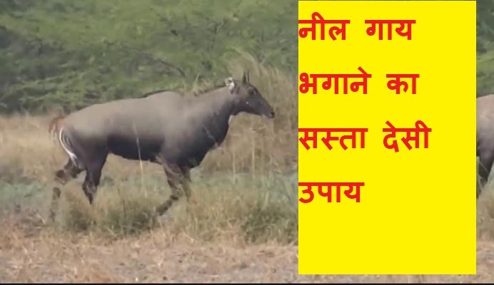 नीलगायों (वन रोजों) से फसल को बचाएगा ये मिश्रण