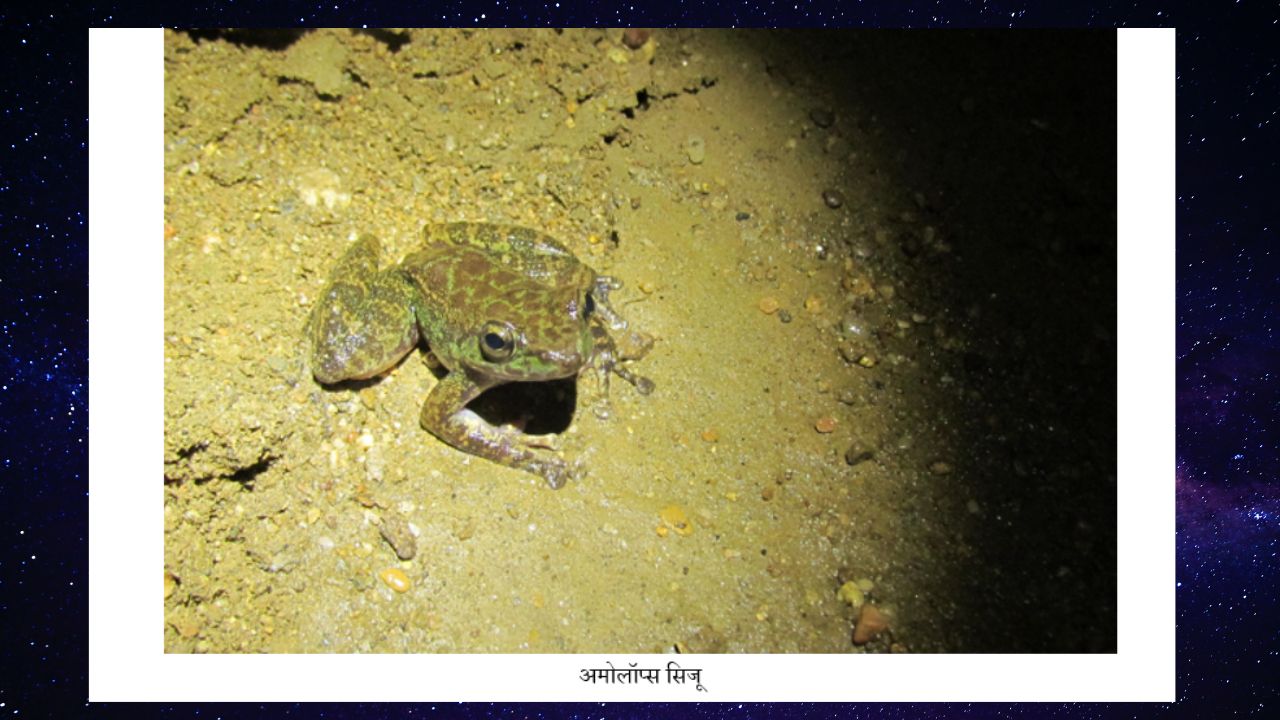 मेघालय में मेंढक की नई प्रजाति मिली