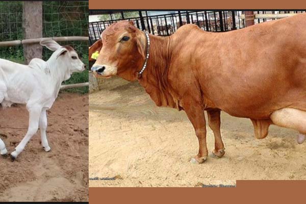 जो चुप रहेगी जबान खंजर से/ लहू पुकारेगा आस्तीन का