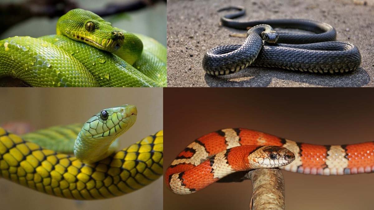 क्या मनुष्य पहले साबुत सांप खाते थे?