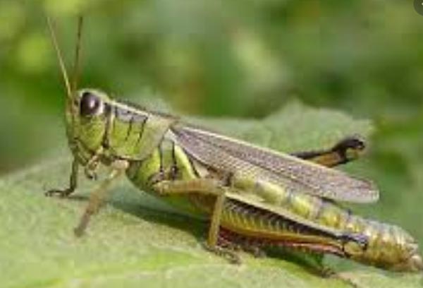 एक दिन में 35 हजार लोगों का भोजन चट कर सकता है टिड्डियों का झुंड