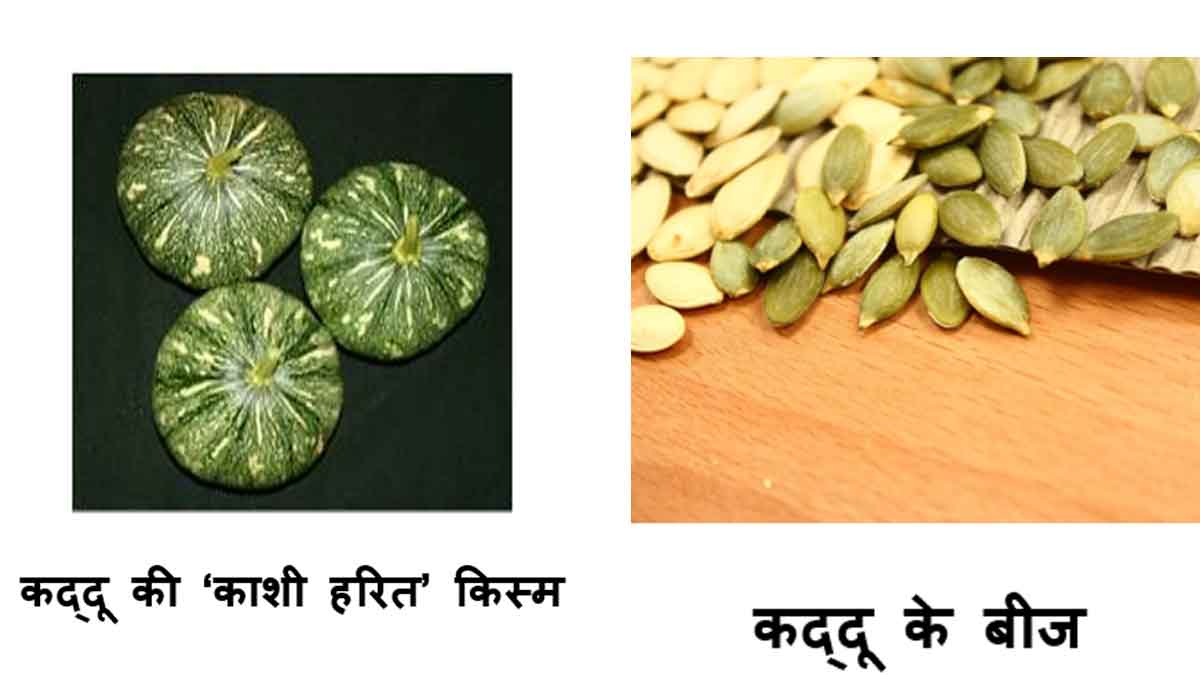 प्रोटीन और अमीनो एसिड का समृद्ध स्रोत कद्दू के बीज