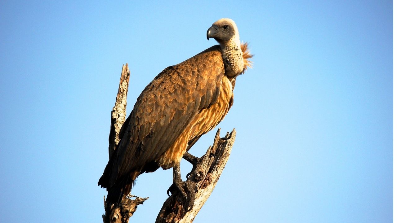 महामारी के राजकाज में महाविनाश का यह महोत्सव है, लोग मरें या जियें किसी को फर्क नहीं पड़ता