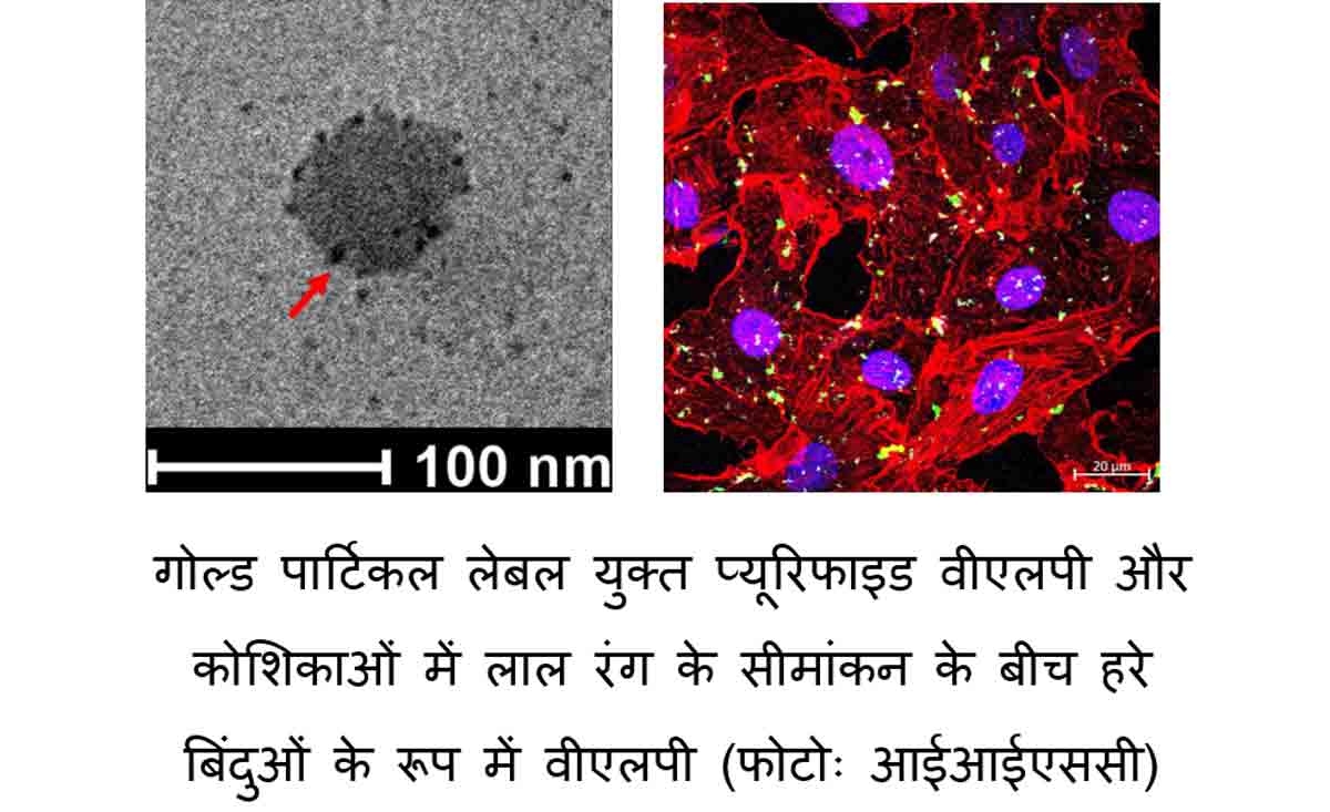 शोधकर्ताओं ने COVID-19 से लड़ने के लिए वायरस जैसा कृत्रिम कण विकसित किया