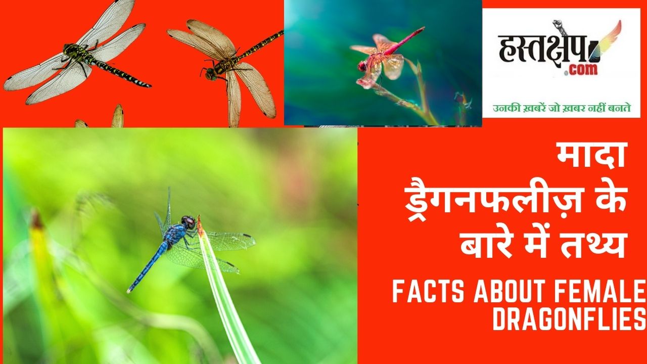 मादा ड्रैगन फ्लाई : झांसा देने में माहिर होती है मादा ड्रैगन फ्लाई : झांसा देने में माहिर होती है