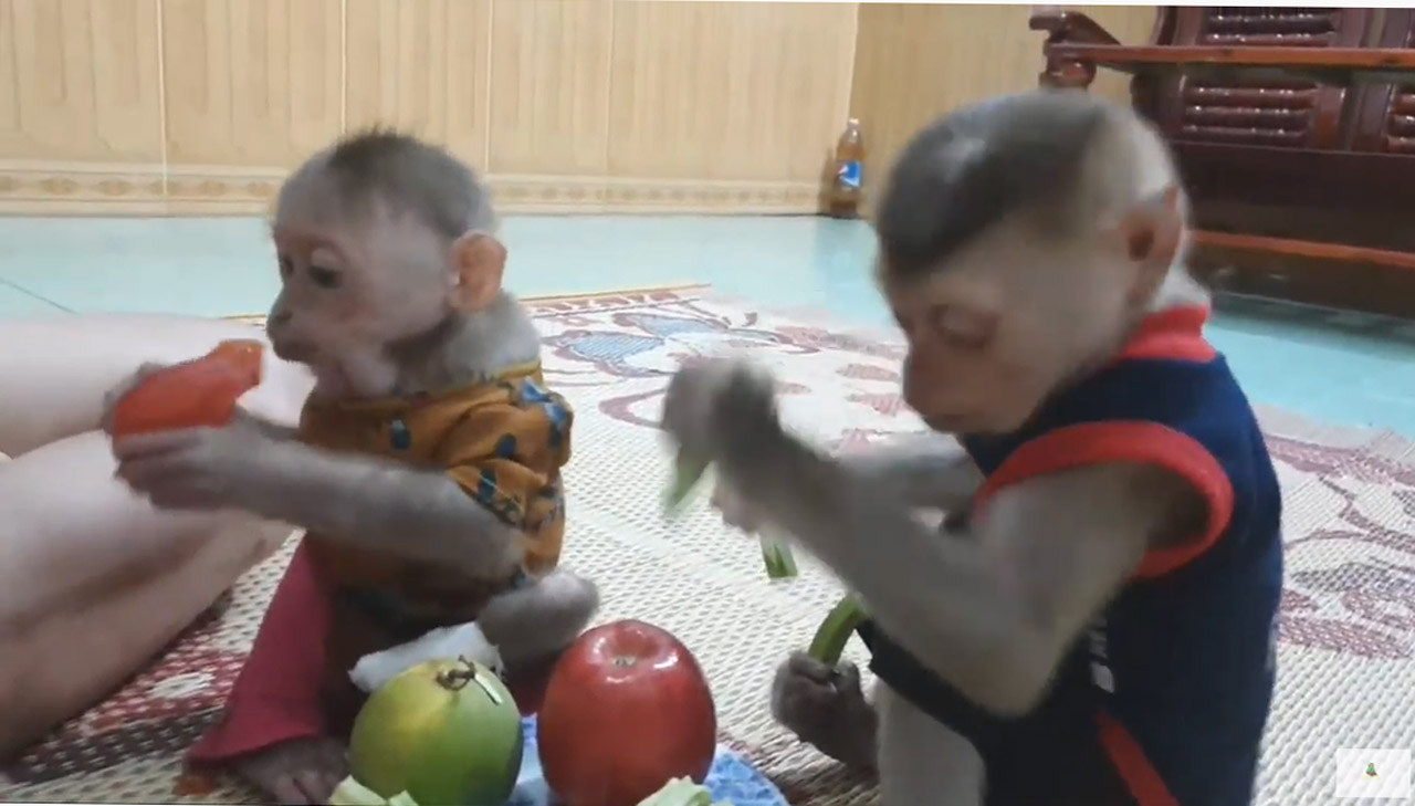 आपको हैरान कर देंगे बंदर के बच्चों के ये वीडियो